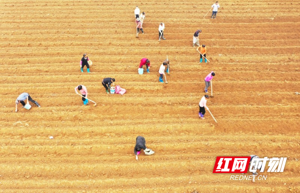 湖南新田：冬日香竽种植忙01.jpg