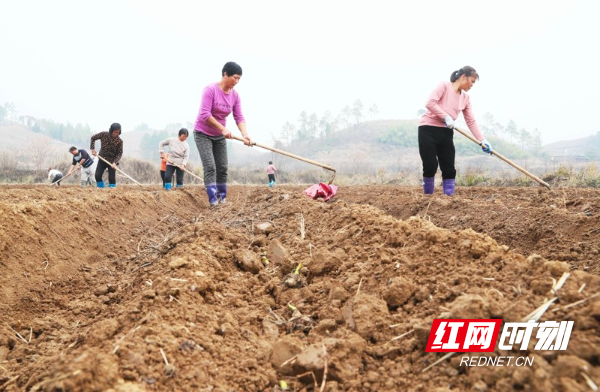 湖南新田：冬日香竽种植忙08.jpg