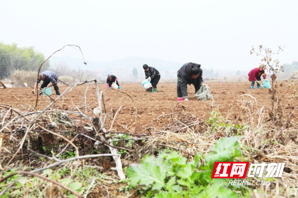 湖南新田：冬日香竽种植忙12.jpg