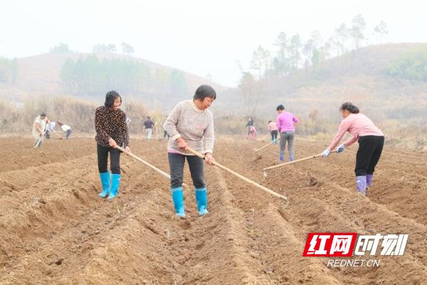 湖南新田：冬日香竽种植忙09.jpg