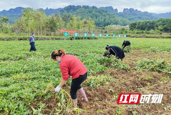 2021年年底，袁国宏已经种植了100余亩生态红薯，50 余亩有机稻，合作社签约了30余户农民养殖猪草猪。.jpg