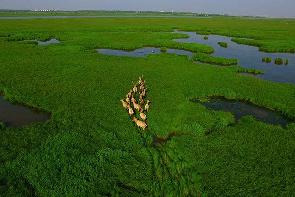 麋鹿群奔跑在东洞庭湖国际重要湿地内。.jpg