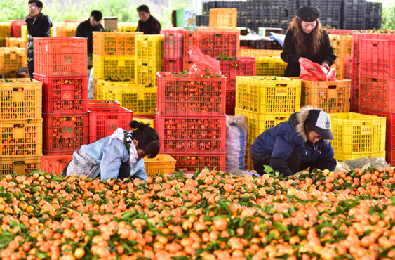 Tangerines sales increased during Spring Festival