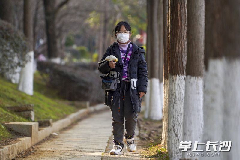 烈士公园内，一位小女孩带着宠物鹦鹉在林间道上散步。长沙晚报全媒体记者 刘晓敏 摄