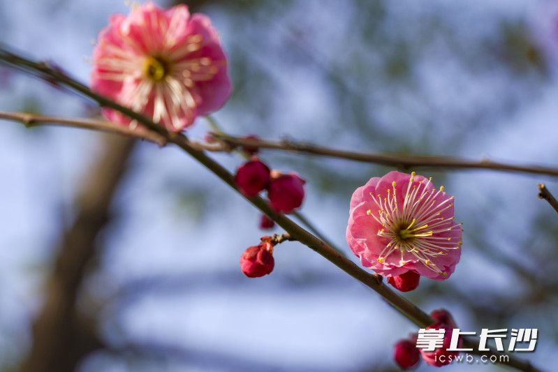 烈士公园内梅花开放，吸引不少市民驻足观看。长沙晚报全媒体记者 刘晓敏 摄