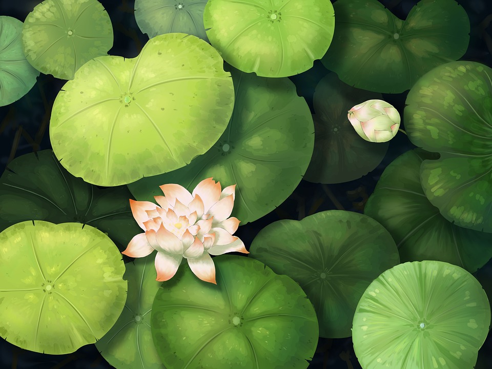 lotus-7511897_960_720.jpg