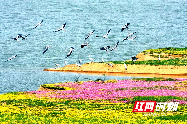 湖南南洞庭湖国家重要湿地 (2).jpg