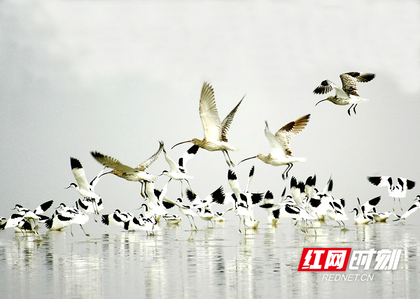 湖南南洞庭湖国家重要湿地 (5).jpg