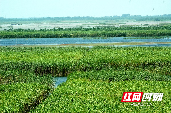 湖南南洞庭湖国家重要湿地 (3).jpg