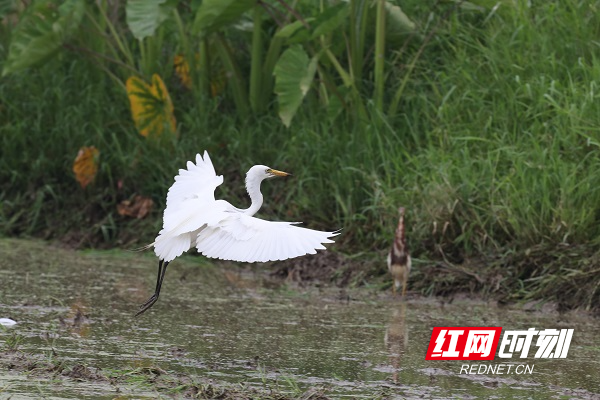 白鹭.JPG 白鹭.JPG