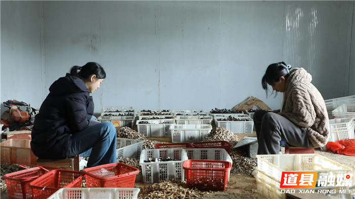 道县：鸡枞菌喜获丰收 小菌菇破土成“金”赋能乡村振兴07_副本.jpg