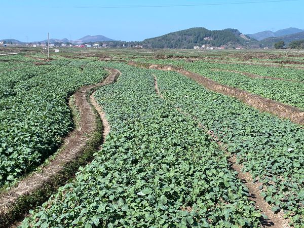 双牌县枫木山村千亩油菜花产业推动经济旅游双发展（图1）_副本.jpg