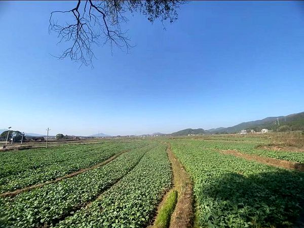 双牌县枫木山村千亩油菜花产业推动经济旅游双发展（图2）_副本.jpg