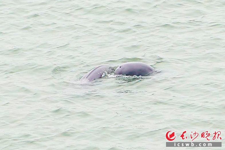 1日，在湘江长沙段的蔡家洲附近水域，江豚“露脸”。长沙晚报全媒体记者 邹麟 刘晓敏 摄影报道