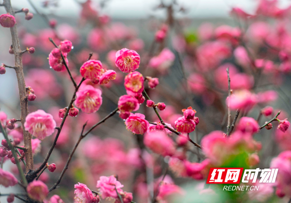 湖南道县：梅花盛放 景区春意浓（组图）