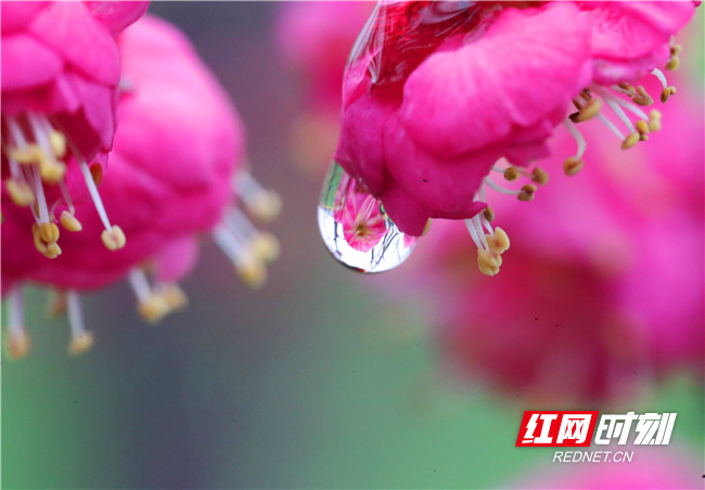 春天的故事丨雨天探梅诗意浓春色初露在枝头-湖南频道