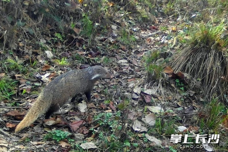 食蟹獴。