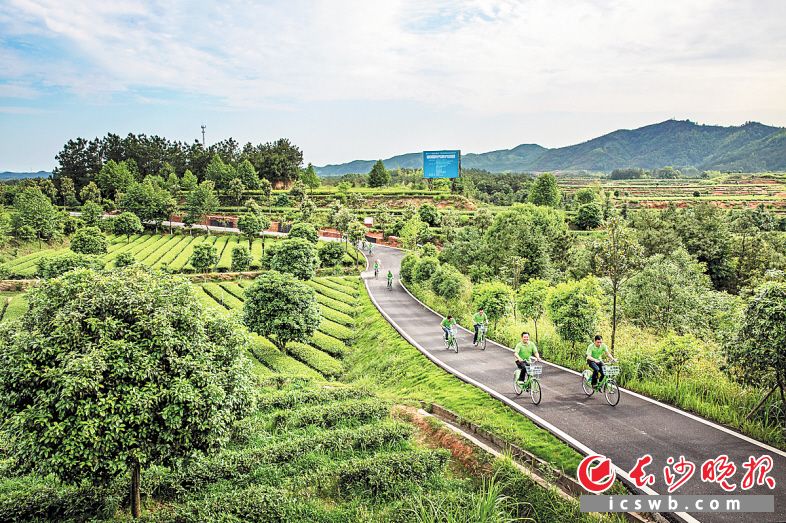 长沙县金井镇在万亩茶园举行骑行比赛。 金井镇供图