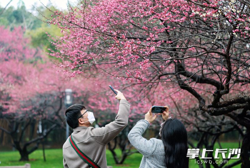 市民冒着春雨前来赏梅。