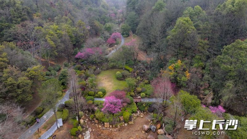 桃花岭公园内的梅花竞相绽放，处处洋溢着春天的气息。长沙晚报全媒体记者 刘晓敏 摄
