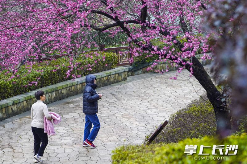 桃花岭公园内，市民正在观赏梅花。长沙晚报全媒体记者 刘晓敏 摄