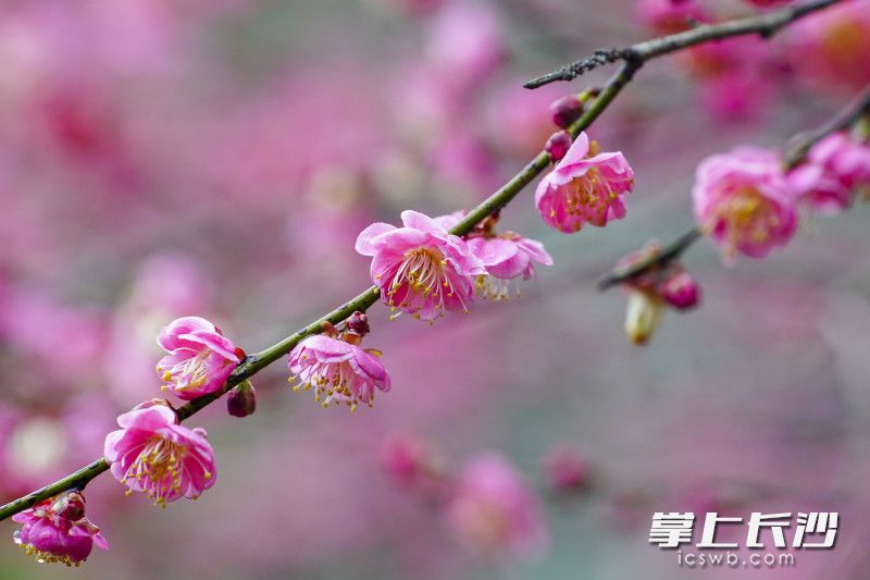 桃花岭公园内梅花已盛开。长沙晚报全媒体记者 刘晓敏 摄