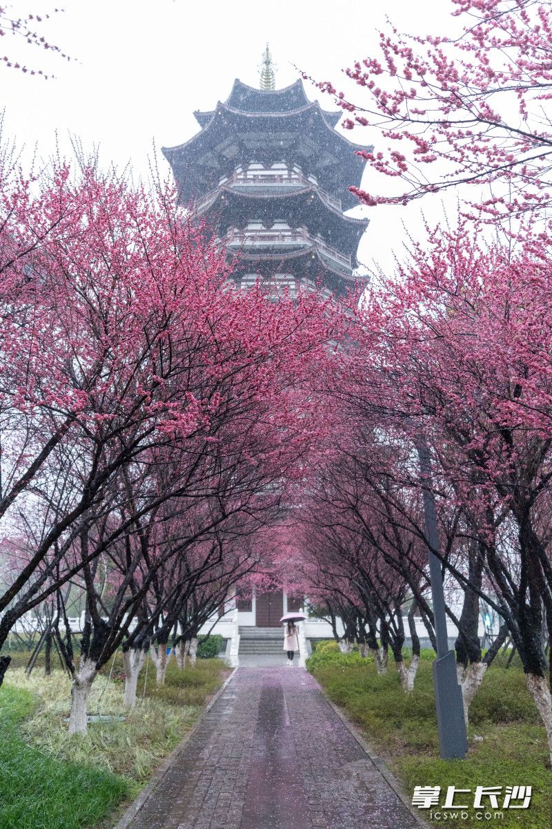 洋湖湿地公园里的白鹭塔下梅花绽放。长沙晚报全媒体记者 邓迪 摄