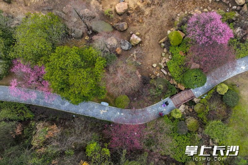 桃花岭公园内，游玩的市民正从林间道中穿过，欣赏美景。长沙晚报全媒体记者 刘晓敏 摄