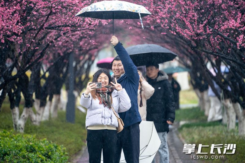 洋湖湿地公园里的白鹭塔下梅花绽放，吸引不少前来闻香合影的游客。长沙晚报全媒体记者 邓迪 摄
