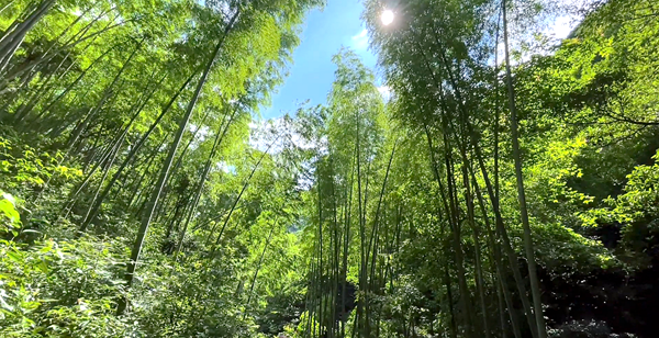 竹林01_副本.png