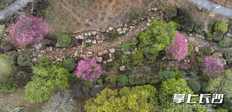 桃花岭公园内的梅花竞相绽放，处处洋溢着春天的气息。长沙晚报全媒体记者 刘晓敏 摄