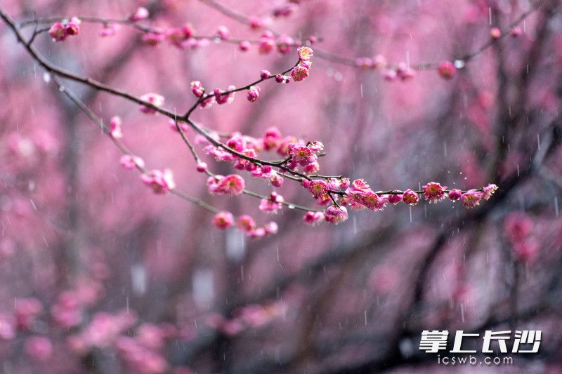 洋湖湿地公园里的白鹭塔下梅花在枝头用力延伸。长沙晚报全媒体记者 邓迪 摄