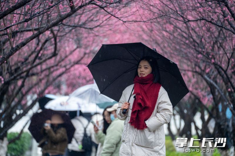 洋湖湿地公园里的白鹭塔下梅花绽放，吸引不少前来闻香合影的游客。长沙晚报全媒体记者 邓迪 摄