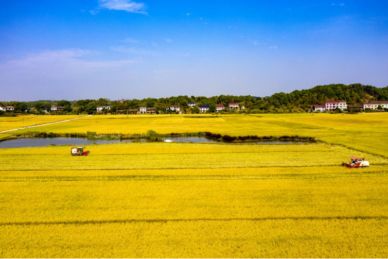 醴陵市泗汾镇乡村振兴美好图景照进现实