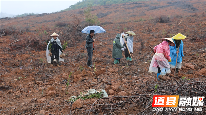 道县：栽种油茶苗 为乡村振兴添“油”加绿02_副本.png