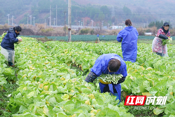 村民们正在采摘蔬菜1.jpg