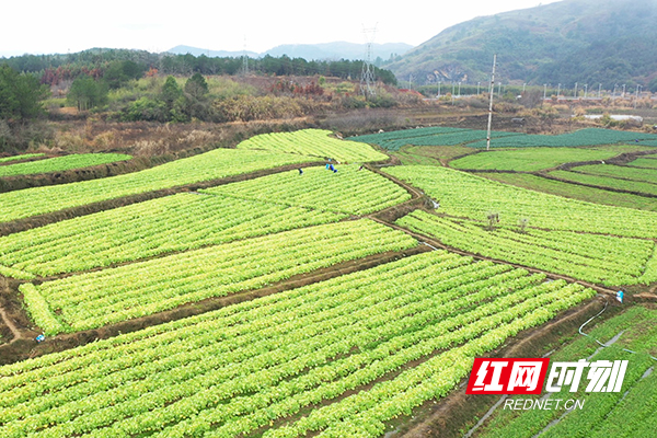 汾市镇南福村蔬菜种植基地1.jpg