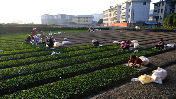 村民在黄金茶育苗基地里取苗.jpg