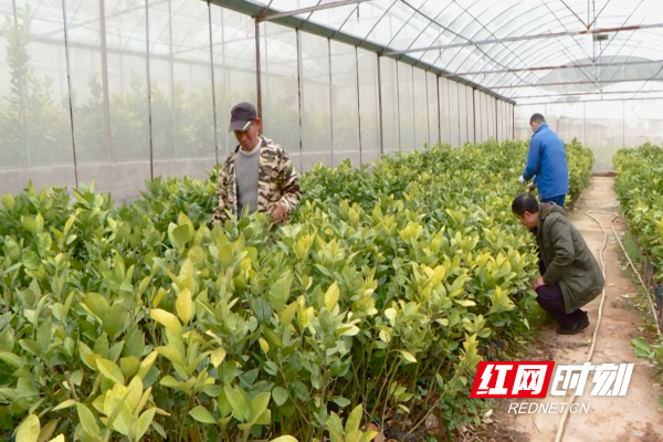 【红网时刻】临武县农业综合服务中心免费发放15万株临武柚苗助力春耕生产
