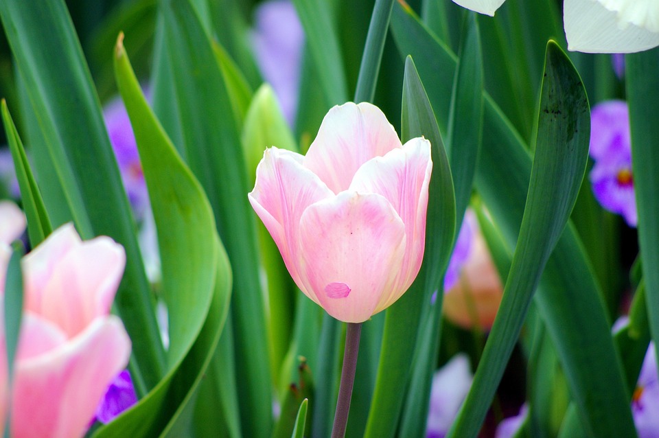 pink-tulip-at-dallas-3820566_960_720.jpg
