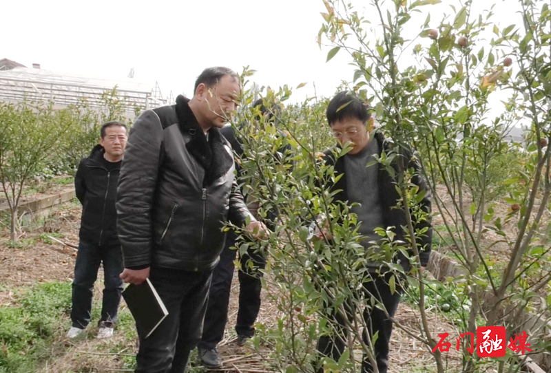 石门：农技人员“把脉问诊”助力柑橘春培（指导董明新）.png