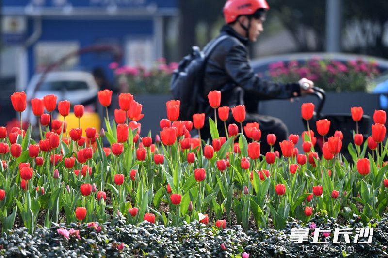 今日上午，长沙县开元中路星沙广场段，路边花坛内的郁金香迎春绽放。 均为长沙晚报全媒体记者 王志伟 摄