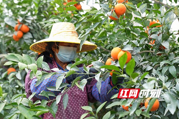 ▲个大饱满，吃一口甜到心尖，让人久久回味，武鸣沃柑荣获“柑橘界新宠”。  何淞荧_摄_副本.jpg