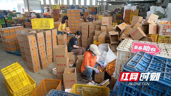▲在武鸣一处仓库内，工人们正在对武鸣沃柑进行分拣、打包。何淞荧_摄 1_副本.jpg