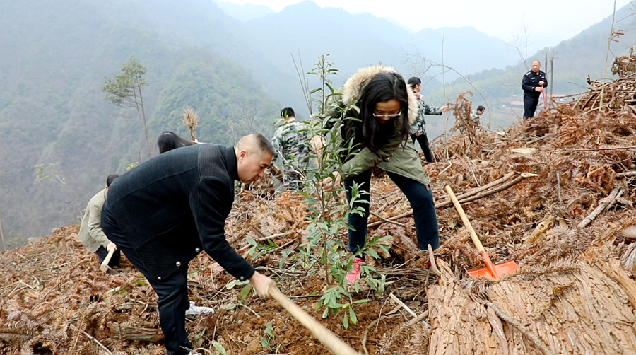 林业局组织植树 01_副本.png