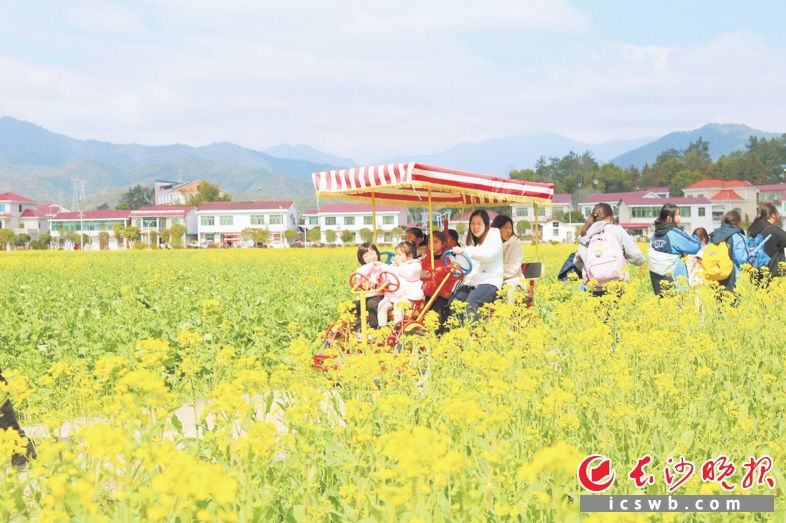 游客在梅田湖村松山屋场的油菜花海中游玩。 长沙晚报全媒体记者 颜开云 摄