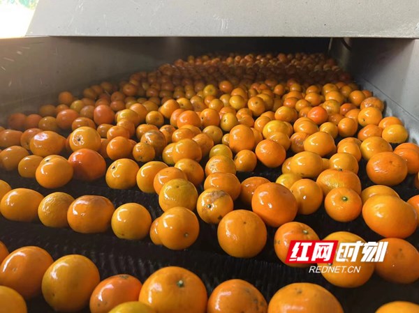 ▲兔年春节早，广西武鸣沃柑与沙糖桔货架期较多重叠，推迟了热销期。如何把这季沃柑卖好，成为当地果农、新农人和拼多多等一起操心的大事。图为武鸣沃柑丰收后，新农人用机器自动清洗分级。杨坤｜图_副本.jpg
