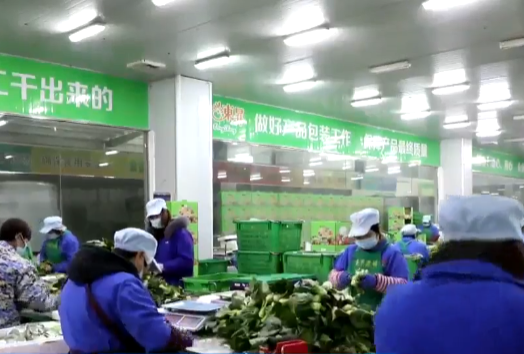 永州：做优蔬菜品质 畅销粤港澳市场