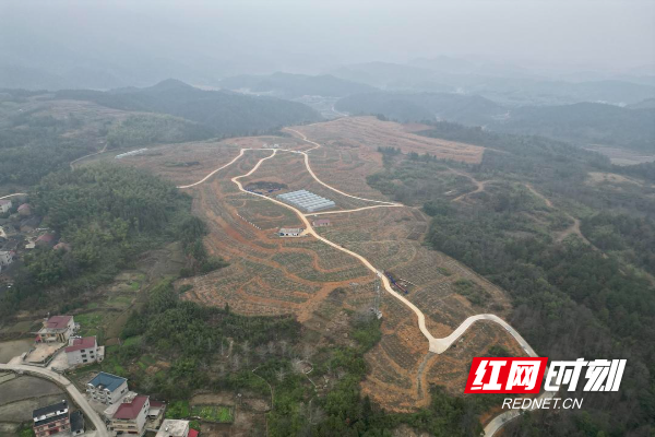 发展特色水果种植 踏上致富好“钱”景1.jpg