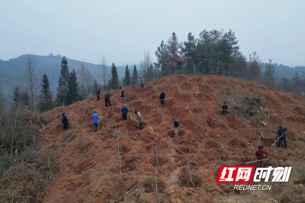 发展特色水果种植 踏上致富好“钱”景2.jpg